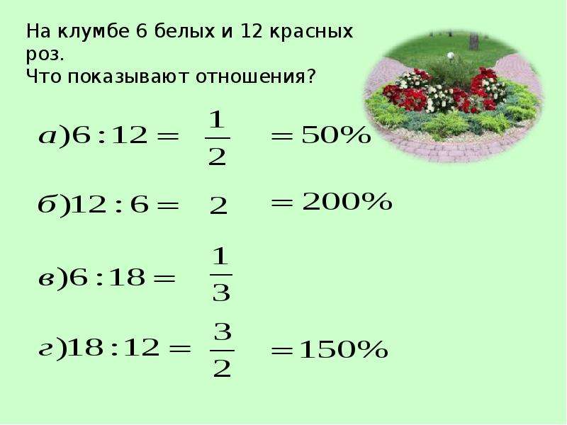 Отношение величин. Соотношение величины клумбы. На клумбе 6 белых и 12 красных роз что показывают отношения. Отношение величин 6 класс. Отношение двух чисел равно 1:3.