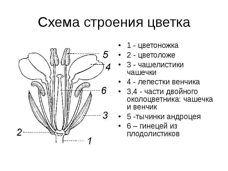 Форма цветоложа