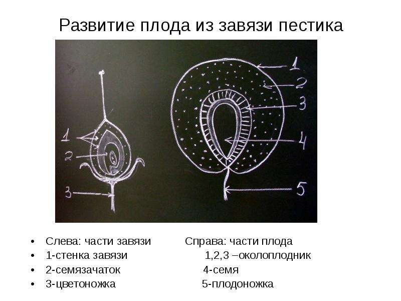 Стенки плода развиваются из