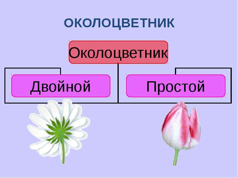 Околоцветник простой и двойной. Околоцветник розы. Двойной околоцветник Лилия. Околоцветник образуют. Двойной околоцветник состоит.