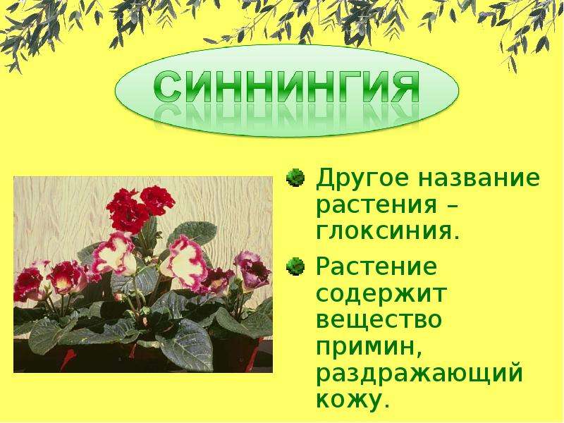 Другое название растения – глоксиния. Другое название растения – глоксиния. Растение содержит вещест