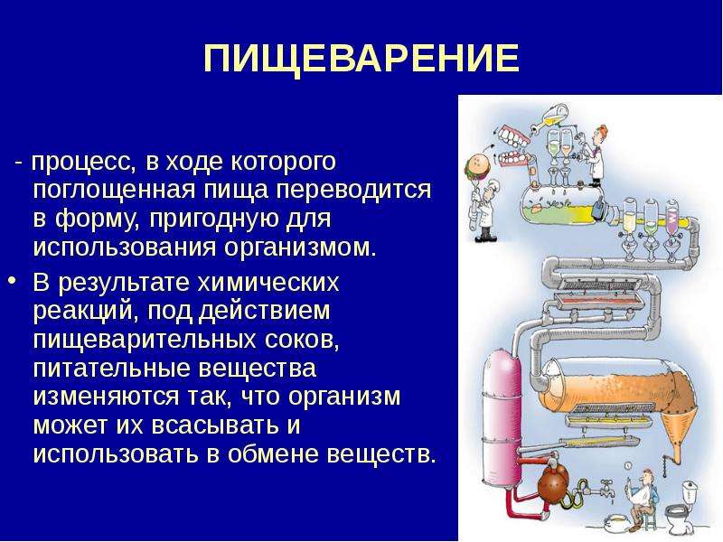 Реакции в организме человека. Процесс переваривания. Пищеварение это процесс в ходе. Химические реакции пищеварения. Пищеварение это процесс в ходе которого поглощенная пища.