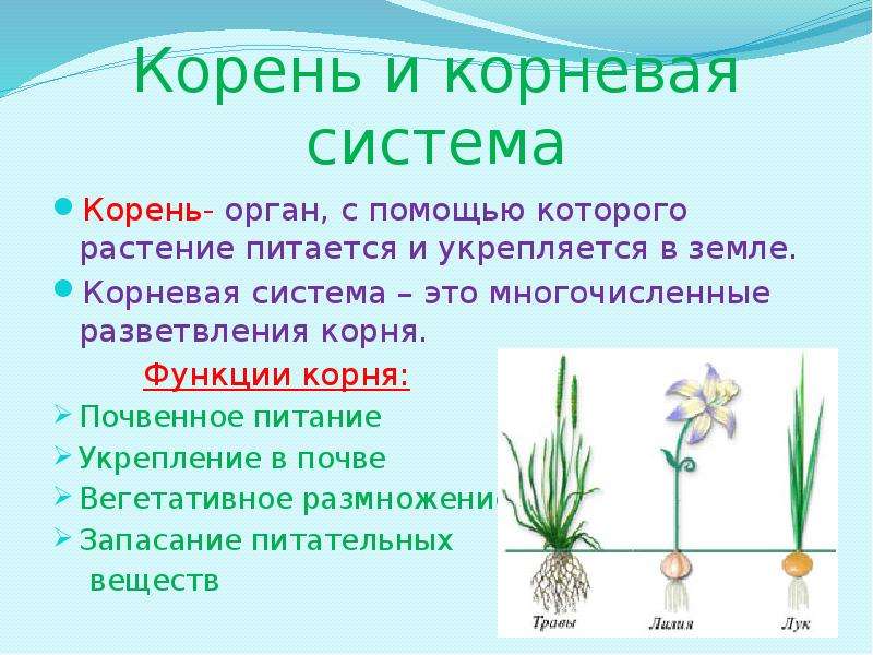 Растительный корень слова. Корни растений. Корневые системы растений. Интересные факты о корневище. Корешок растения.