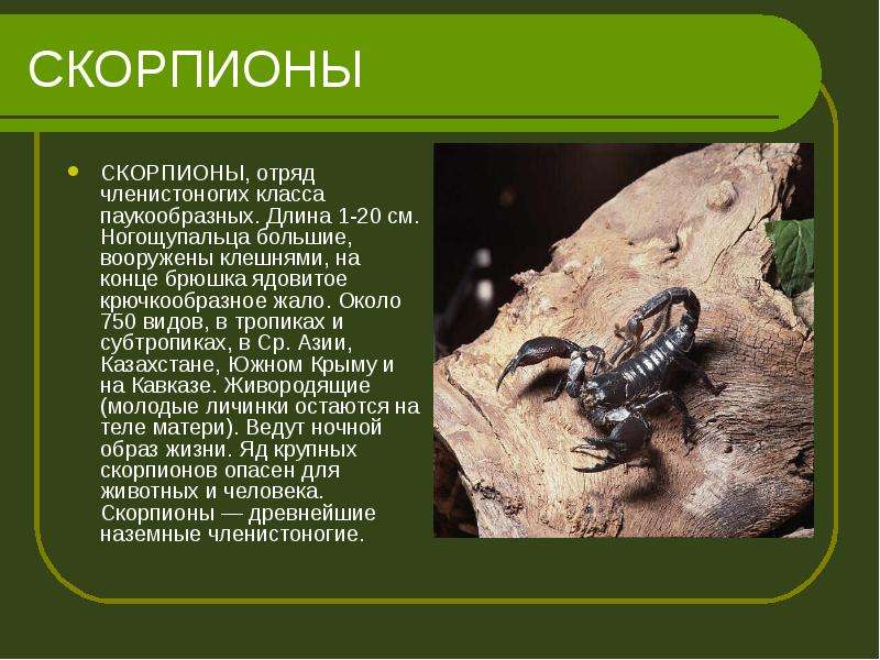 Какой тип развития характерен для скорпиона. Класс паукообразные Скорпионы. Сообщение о Скорпионе. Скорпион отряд членистоногих. Доклад про скорпиона.