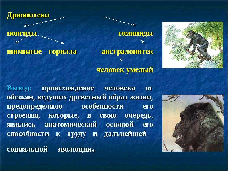 Вывод о происхождении человека. Гоминиды дриопитеки. Дриопитеки понгиды и гоминиды. Дриопитеки строение тела. Дриопитек человек.