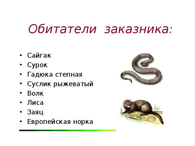 Гадюка таксоны. Таксоны гадюки. Таксономических единиц гадюка. Таксоны гадюки обыкновенной. Систематические таксоны гадюка.