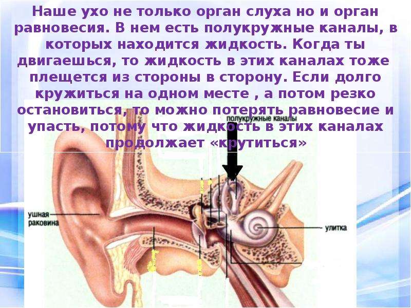 Презентация орган слуха и равновесия анатомия