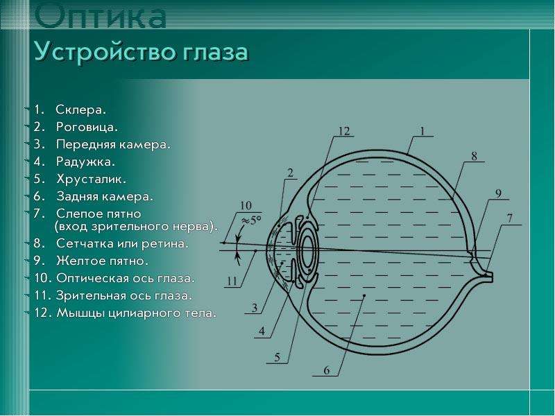 Презентация по физике глаза