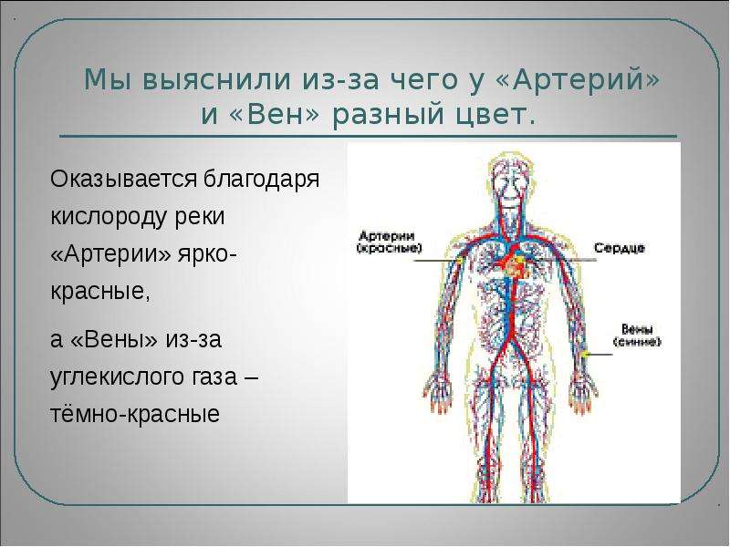 Цвет вен. Человек красно синие вены. Почему вены синие и красные. Почему кровь красная а Вена синяя.