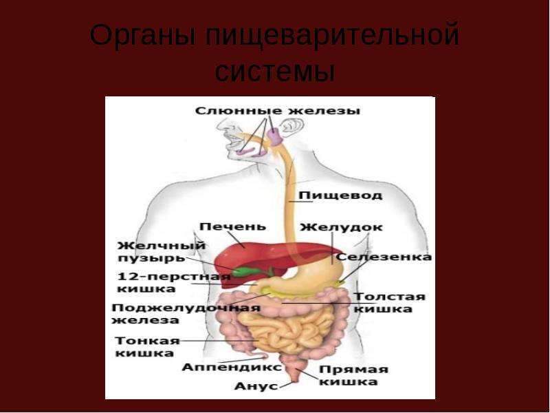 Органы пищеварительной системы фото