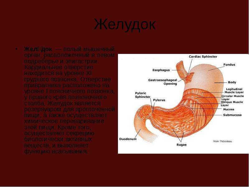 Желудок расположение у человека. Кардиальное отверстие желудка. Строение желудка человека. Газовый пузырь желудка анатомия. Желудок располагается на уровне.