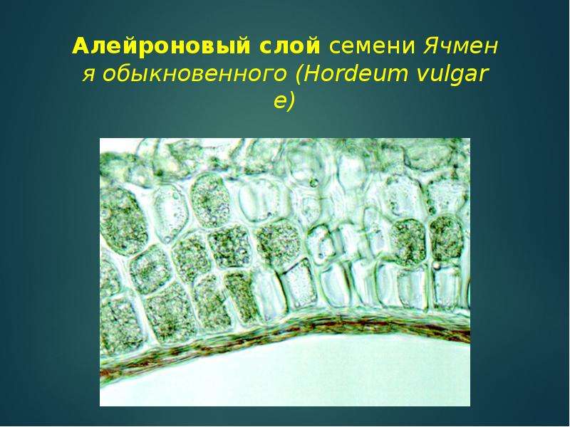 Клетка семени. Алейроновые зерна пшеницы. Алейроновый слой зерна пшеницы. Алейроновые зерна в зерновке пшеницы. Алейроновые зерна под микроскопом.