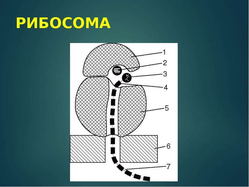 Строение рибосома рисунок