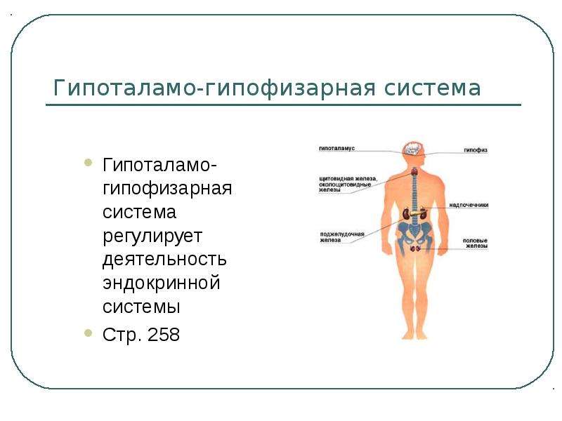 Роль эндокринной системы презентация