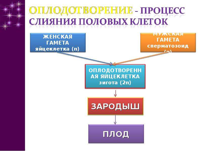 Проект на тему оплодотворение