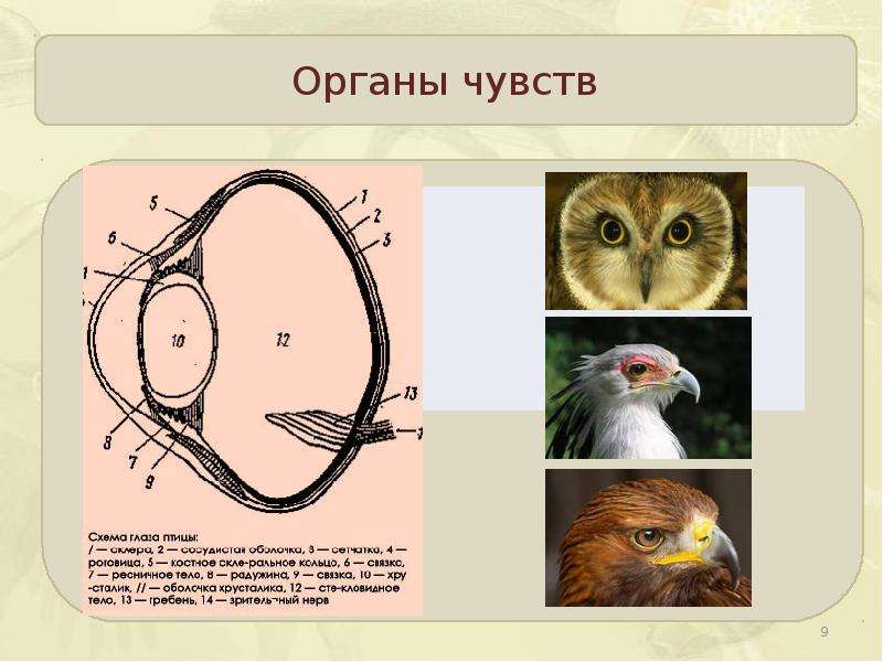 Внутреннее строение птиц презентация 7 класс пономарева