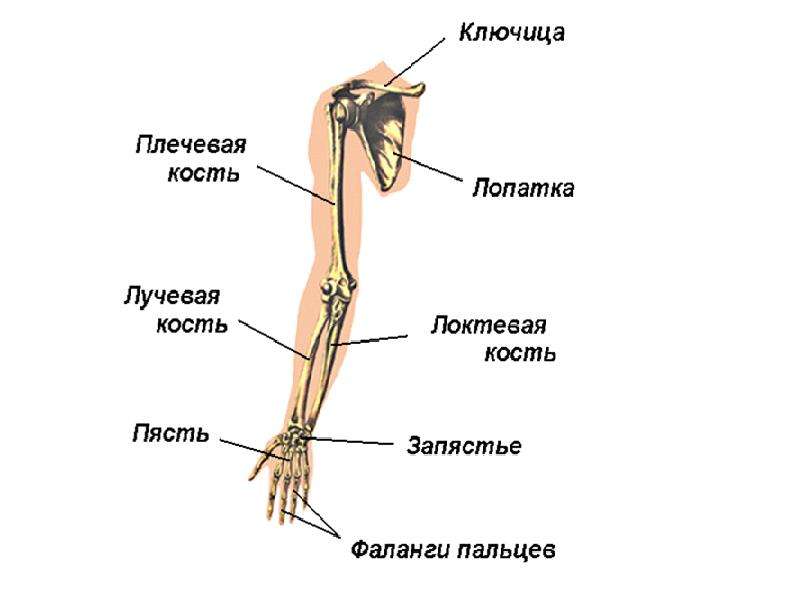 Картинка плеча и предплечья человека