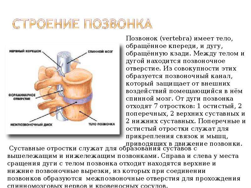 Между телом. Строение позвонка тело дуга. Верхние дуги позвонков. Дуги позвонков образуют. Отверстия образующие Позвоночный канал.