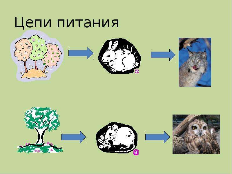 Схема питания тайги