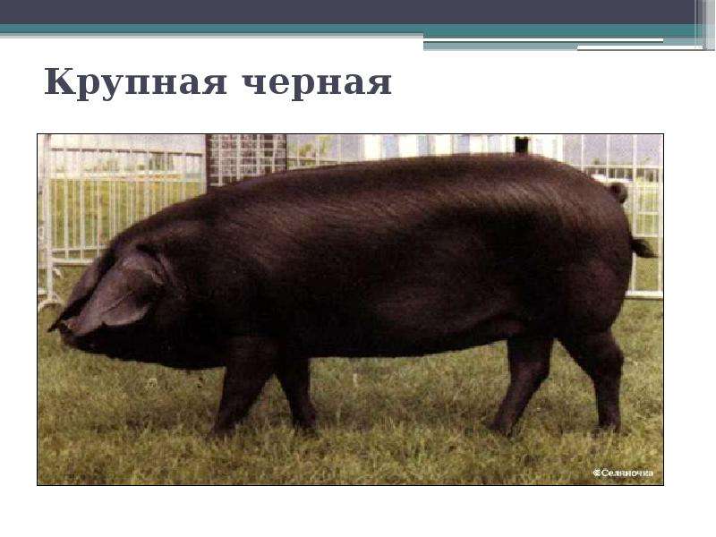 Крупная черная порода. Поросята дюрок черные. Порода свиней черная Корнуэльская. Украинская Степная Рябая порода свиней. Кемеровская порода свиней.
