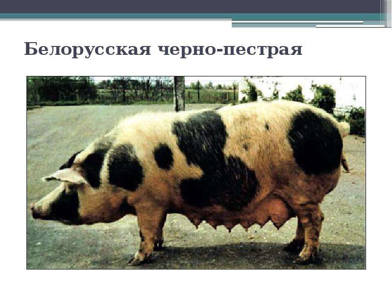 Породы домашних свиней с фотографиями и названиями