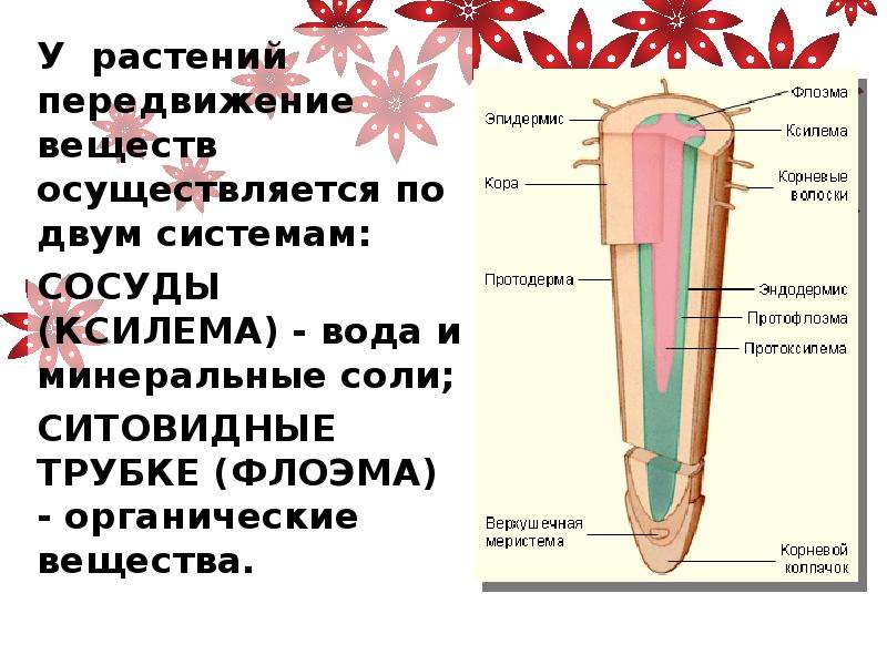 Используя рисунок 89 составьте рассказ о передвижении веществ у растений