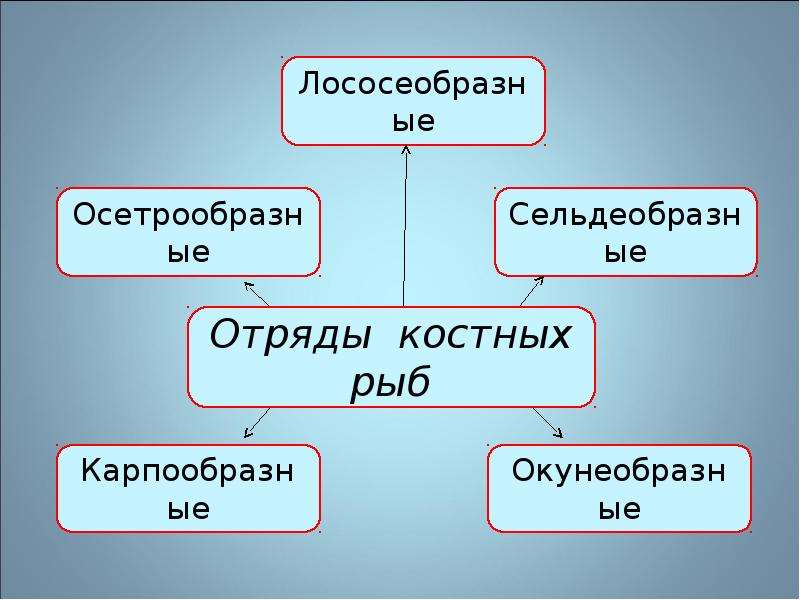 Отряды рыб. Отряды костных рыб. Класс костные рыбы отряды. Отряды костных рыб таблица. Основные отряды костистых рыб.