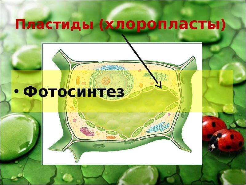 Пластиды (хлоропласты) Фотосинтез