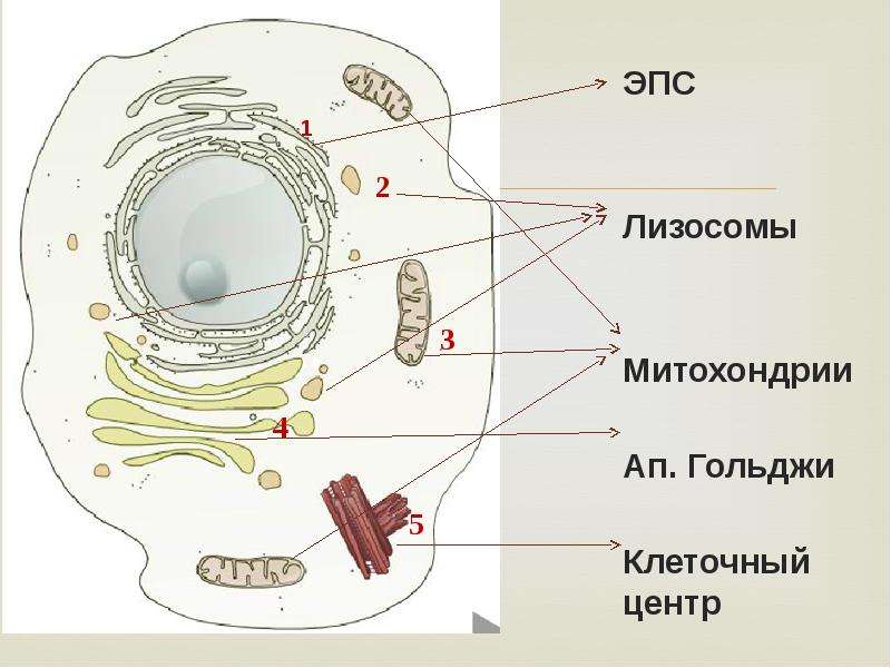 Лизосома на рисунке