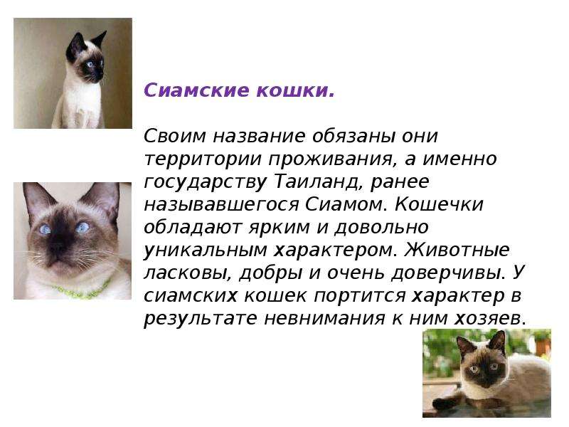 Сочинение описание про кошку. Проект сиамские кошки. Презентация на тему кошки. Проект про кошек. Доклад про кошек.