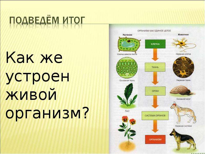 Презентация на тему организм единое целое