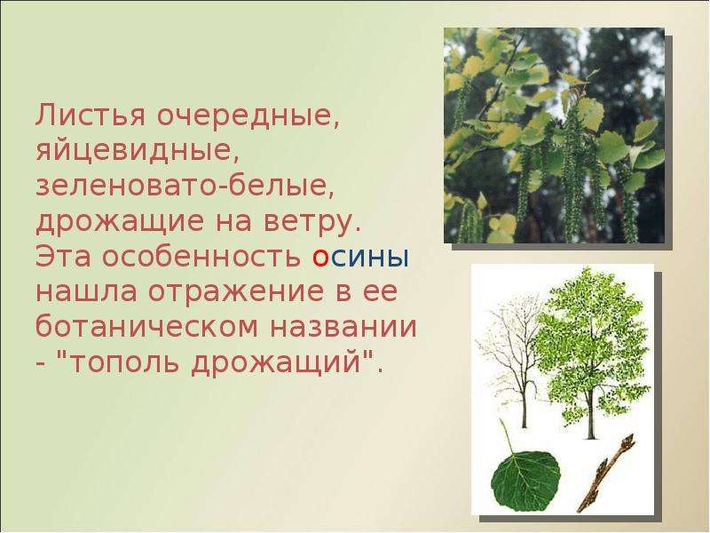 Никто не пугает а вся. Осина лексическое. Тополь листья очередное. Работа со словарным словом осина. Предложение про Тополь.