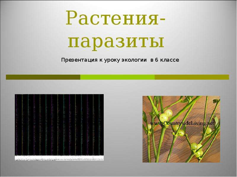 Растения паразиты 5 класс. Растения паразиты. Растения паразиты презентация. Растения паразиты презентация 6 класс. Сообщение на тему растения паразиты 6 класс.