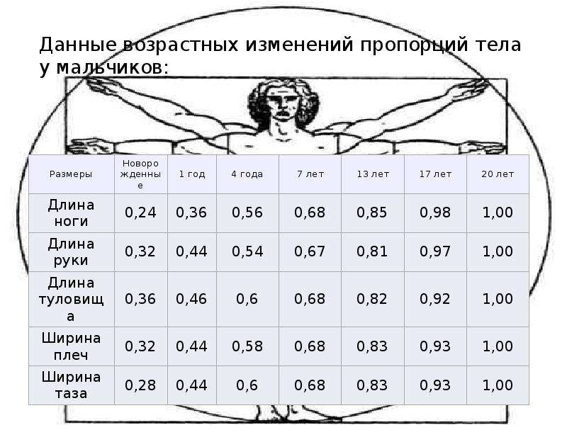 Изменение размеров тела. Соотношение рук и ног туловища. Пропорции человеческого тела таблица. Соотношение длины рук к телу. Соотношение размеров частей тела человека.