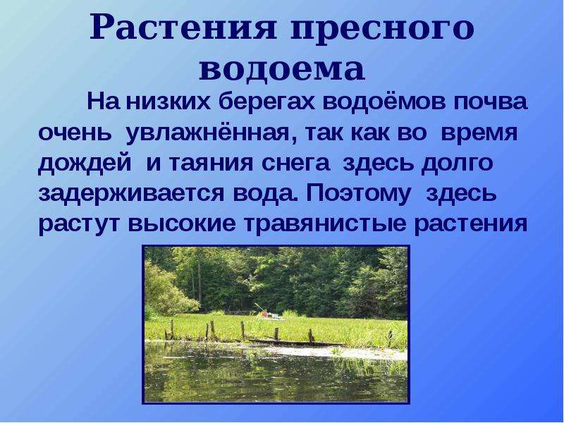 Жизнь в пресных водоемах 4 класс. Какова роль растений пресных водоемов. Пресный водоем в августе состав воды.