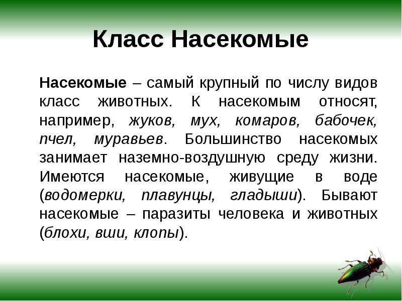 Биология 7 класс проект класс насекомые