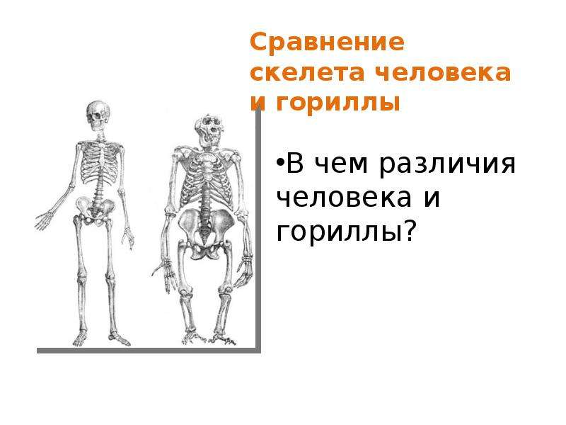 Скелет тема. У человека в отличие от гориллы. Половые особенности строения скелета человека. Принципы строения скелета. Скелет строение состав и соединение костей 8 класс презентация.