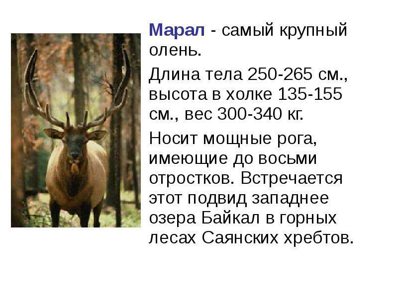 Марал толковый словарь. Марал рассказ. Олень благородный описание. Благородный олень краткое описание. Доклад о благородном олене.