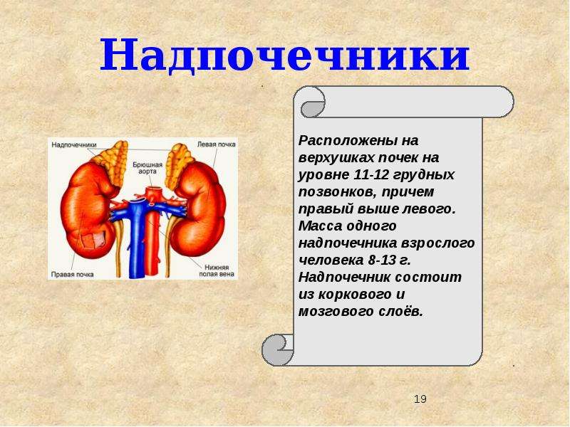 Левый надпочечник. Инциденталома надпочечника. Эндокринная система 8 класс биология. Инциденталома надпочечника кт. Биология 8 класс расположение и строение надпочечников.