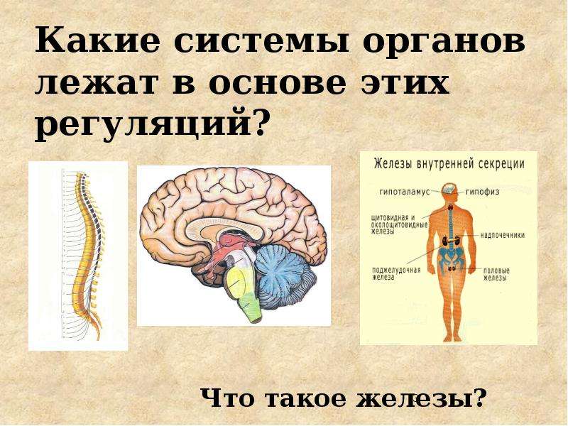 Презентация по биологии 8 класс развитие ребенка после рождения