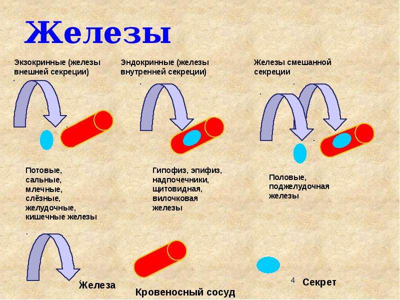 4 железа. Экзокринные железы. Источники развития экзокринных желез. Экзокринные 2) эндокринные. Физиологические свойства секрета экзокринных желез.