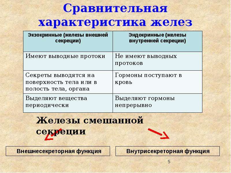 Экзокринные железы это. Сравнительная характеристика желез. Сравнительная характеристика желёз. Сравнительная характеристика желёз внешней и внутренней секреции. Сравнительная характеристика желез внешней и внутренней секреции.