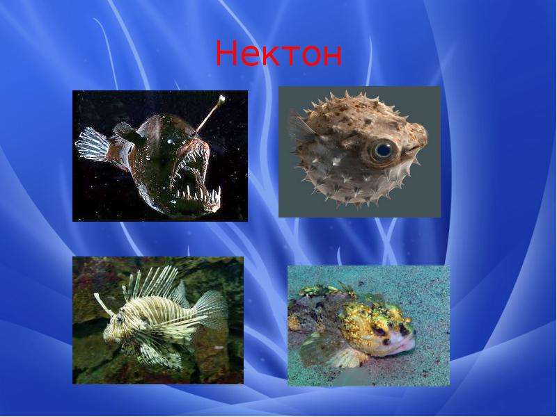 Организмы обитающие в мировом океане. Нектон. Обитателей водной среды, относящихся к нектону. Нектон картинки. Бентос обитатели толщи воды.