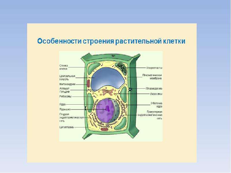 Проект большой мир маленьких клеток 5 класс проект