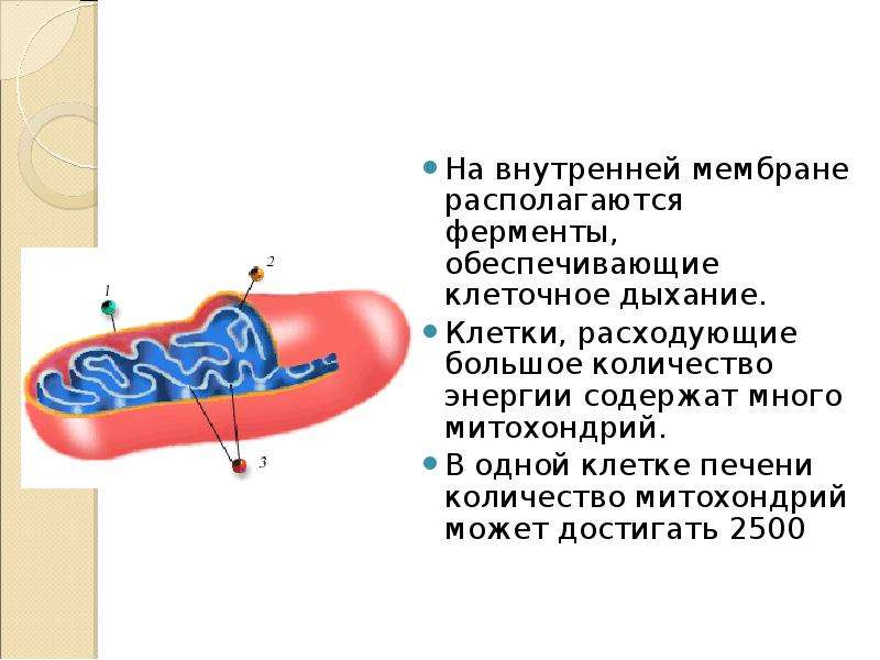 К двумембранным органоидам относятся. Клеточное дыхание в митохондриях. Митохондрии дыхание клетки. Клеточное дыхание происходит в митохондриях. Структура митохондрий клеточное дыхание.