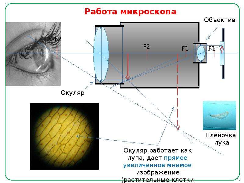 В оптическом микроскопе изображение после окуляра