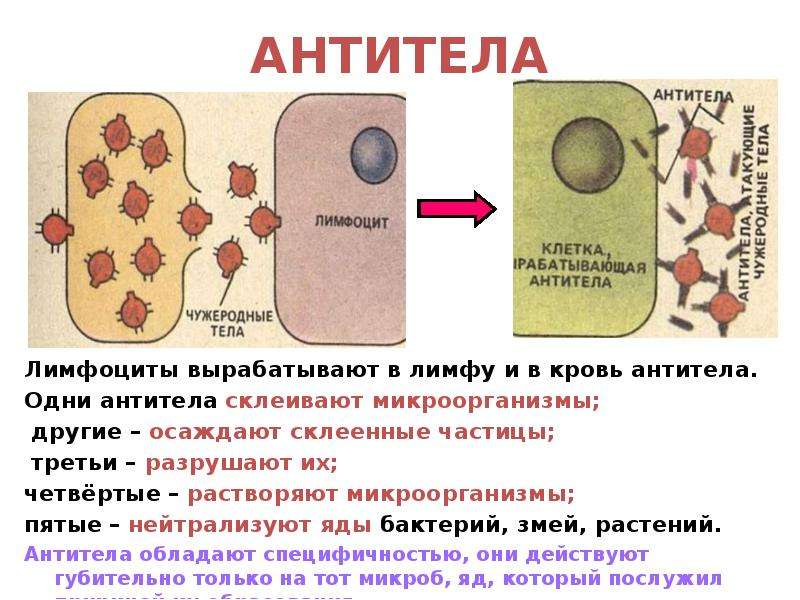 В организме человека антитела вырабатывают. Клетки, вырабатывающие антитела. Антитела это. Образование антител в крови. Как формируются антитела.