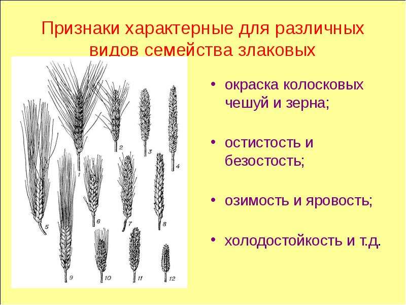 Признаки характерные для различных видов семейства злаковых окраска колосковых чешуй и зерна; остист