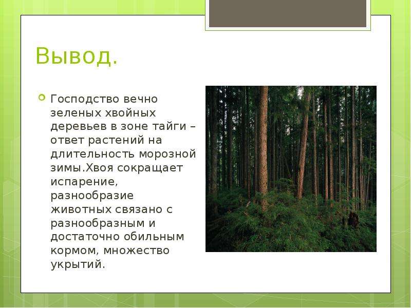 Презентация на тему тайга. Тайга природная зона. Тайга презентация. Презентация на тему природные зоны. Растения тайги в России.