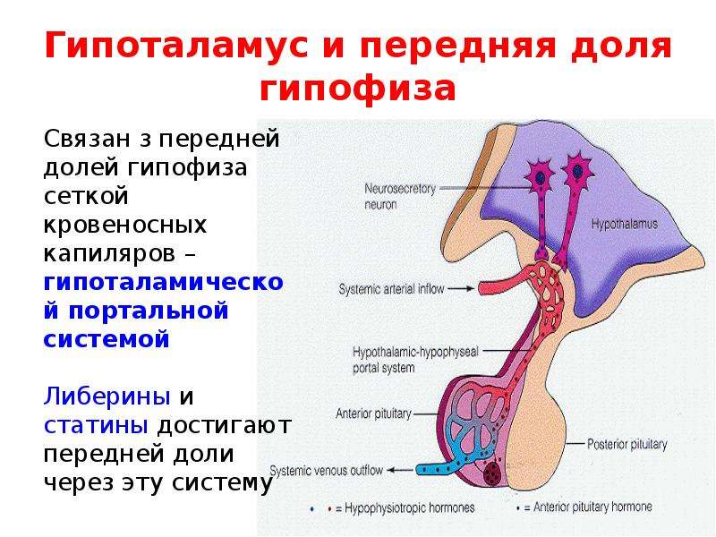 Презентация на тему болезни